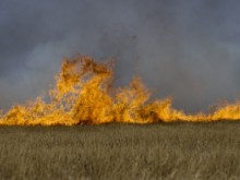 Пожар е унищожил 600 декара пшеница