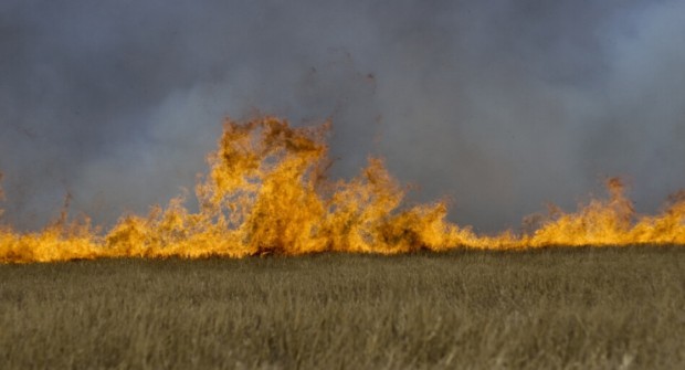 Пожар е унищожил 600 декара пшеница в землището на с Кладенци общ