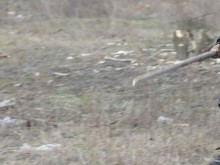 Изверги пребиха с колове възрастен мъж заради орехи