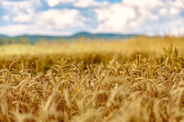 22 милиона тона зърно са блокирани в Украйна Това заяви