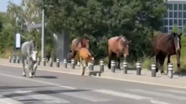Волни коне се разхождат по оживен столичен булевард. Видеото е