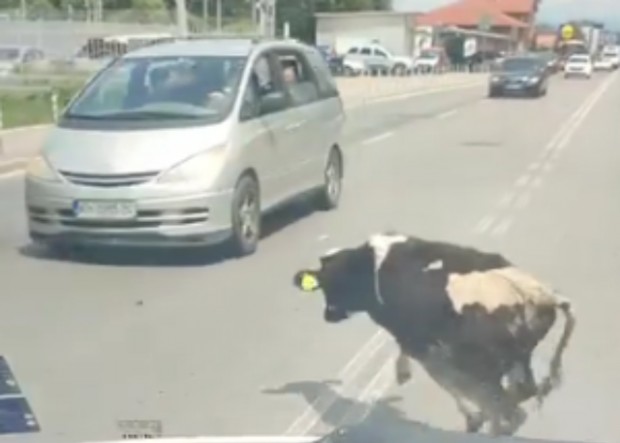 От видео публикувано във Фейсбук се вижда как крава галопира