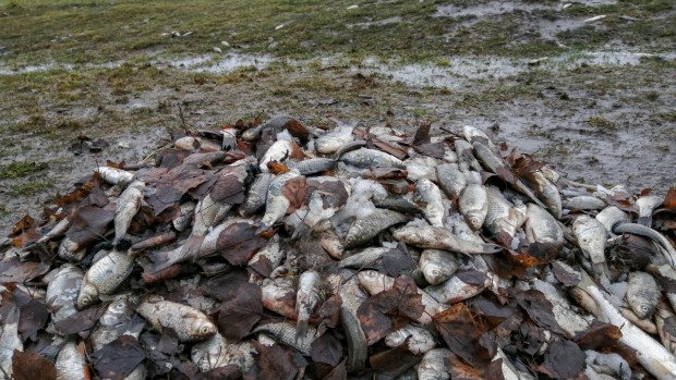 Измирането на рибата в язовир Студен кладенец не е причинено