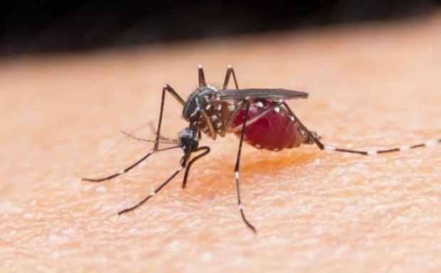 Пловдивчани масово започнаха да се оплакват от нашествие на комари