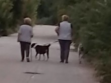 Кучетата, нападнали жена, отново забелязани в района без намордници