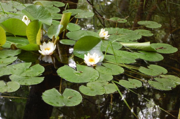 Бяла водна лилия (Nymphaea alba) се появи в Природен парк