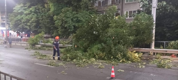 Дърво се стовари на пътя до моста на Герджика Инцидентът
