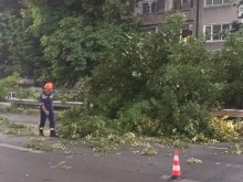 Дърво се стовари на пътя до моста на Герджика