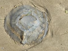 Вижте какво безгръбначно изхвърли днес морето, докато със свирки вадеха неразумни летовници от водата