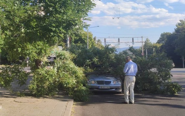 Дърво се стовари върху автомобил в Пловдив, видя репортер на Plovdiv24.bg. Мястото