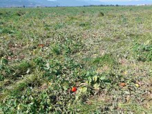 Унищожена е продукция за десетки хиляди левове