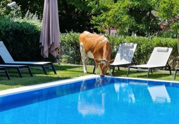 Крави нападат басейните в Слънчев бряг, където ходят на водопой.