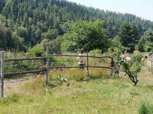 Кметът на родопското село: Ходят голи, но не всички. Кротки са. То и на морето има голи