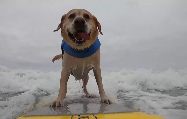 Кучета сърфисти яхнаха вълните в Калифорния в специално състезание по сърф