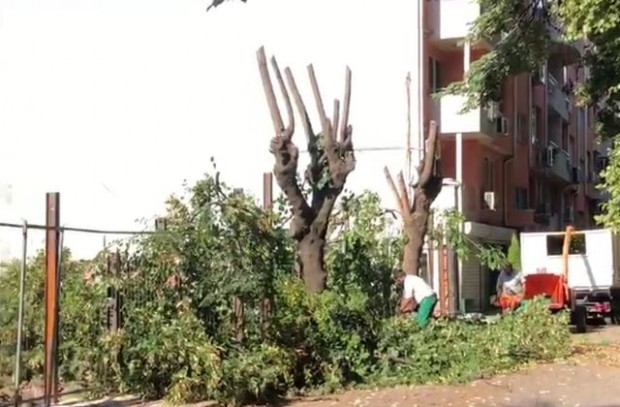 Читател на Plovdiv24 bg съобщи за отрязани здрави дървета на ул