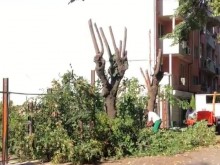 Сигнал: Отрязаха здрави дървета заради нов строеж