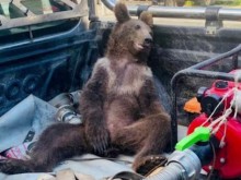 Спасиха мече, дрогирало се с "див мед"