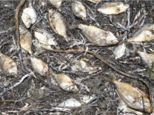 ���������� ������ �� ������ ���� � ���� �����