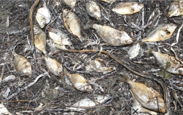 Екоинспекцията във Велико Търново проверява сигнал за мъртва риба в