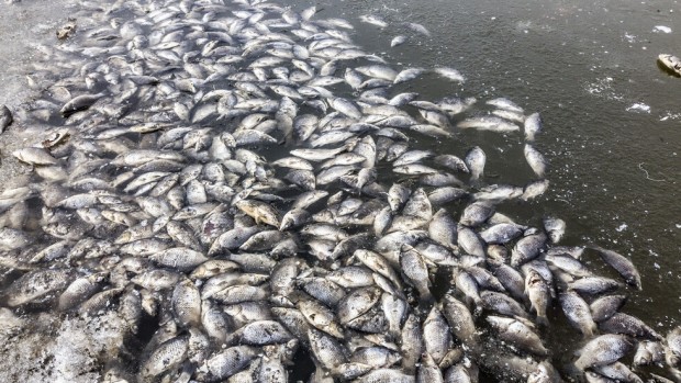 Водни проби взети след масовото измиране на риба в река