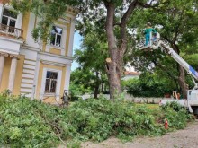 Заради опасни дървета спират движението по част от ул. "Съборна"