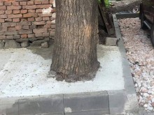Бетонираха дърво в Пловдив