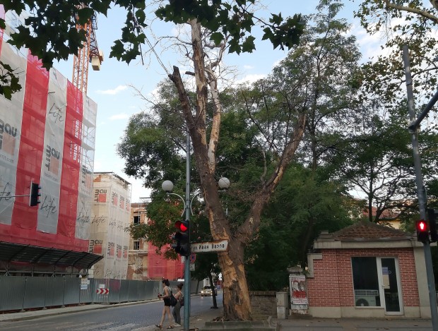 Здравейте Дървото от снимките се намира в идеалния център на Пловдив
