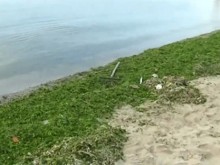 Туристи се натъкнаха на гнусна находка на наш плаж