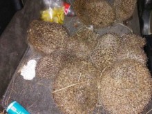 Бракониери посегнаха на защитено животно в родопско село, не е за вярване какво са искали да направят с него