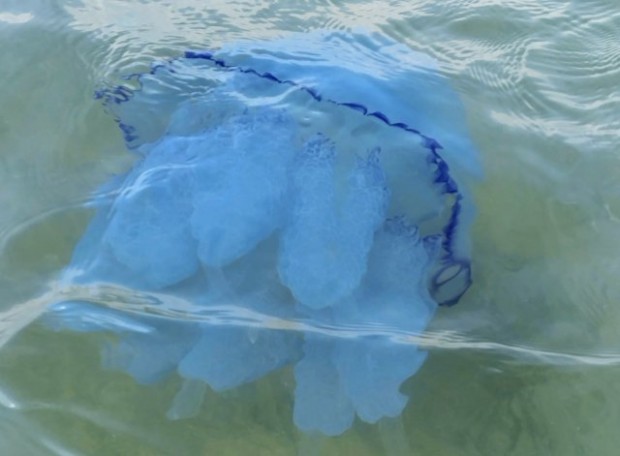 На плаж Росенец Отманли летовници заснеха медуза за която се