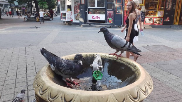 И гълъбите не издържат в жегата, видя репортер на Plovdiv24.bg.