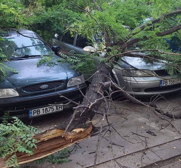 Огромно дърво се е стоварило тази сутрин върху паркирали автомобили разбра Plovdiv24 bg Инцидентът