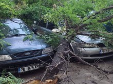 Огромно дърво премаза автомобили в Кючука