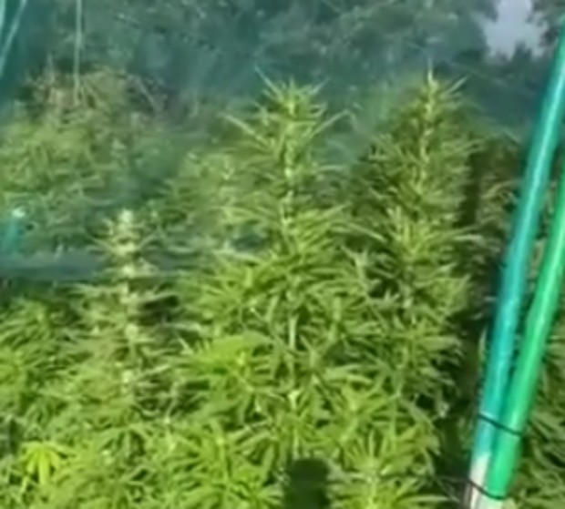 Столични полицаи разкриха домашна оранжерия за отглеждане на марихуана, съобщават от пресцентъра