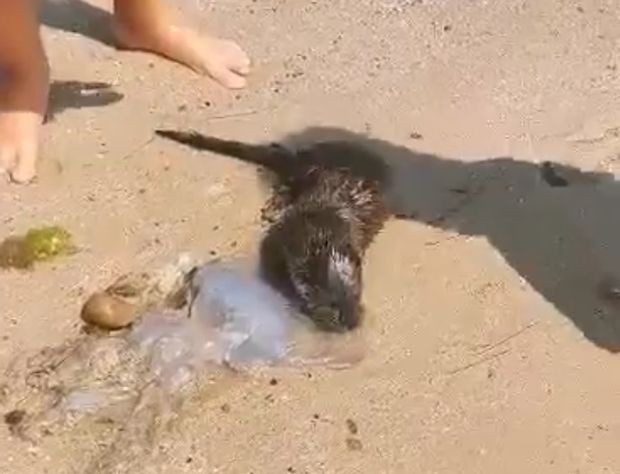 Млада морска видра посети плаж във Варна и веднага стана обект
