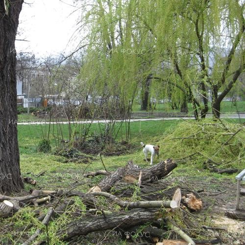 Полицаи от РУ-Кирково разкриха незаконна сеч в землището на село Бенковски