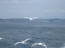 Българските моряци в Мариупол са живи и здрави, на борда няма външни лица, съобщи собственикът на "Царевна"