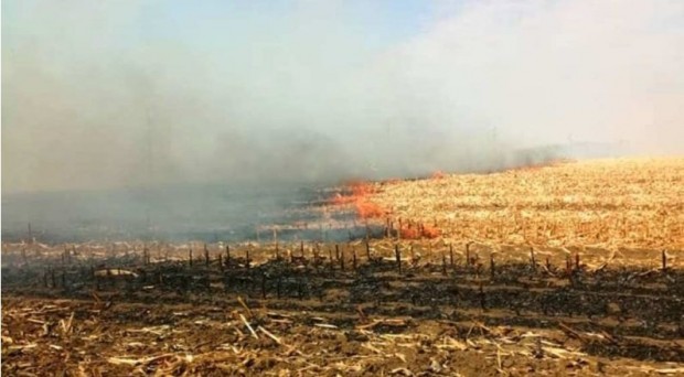 Горски служители заловиха нарушител, запалил стърнище в Кюстендилско