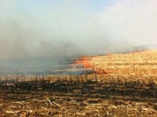 Горски служители заловиха нарушител, запалил стърнище в Кюстендилско