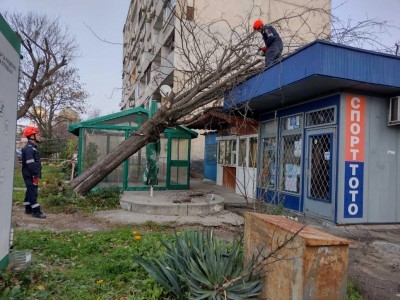 Двайсетина сигнала за паднали клони и дървета са получени в Община Бургас