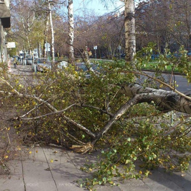 Сигнали за паднали клони и дървета заради силния вятър са получени от няколко места в област Бургас, изпратени са екипи