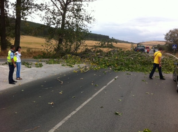 Множество сигнали за паднали дървета по пътищата към проходите в област Смолян са получени тази нощ заради силния вятър, всички вече са премахнати