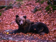 По случай Мечкинден WWF разказва историята на мечока Живко