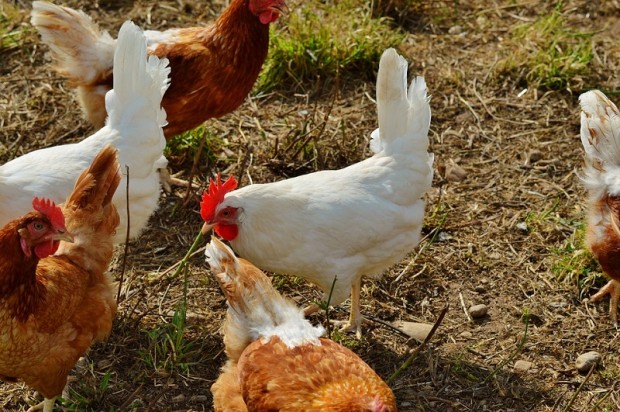 Нови три огнища на птичи грип са открити в Пловдивско