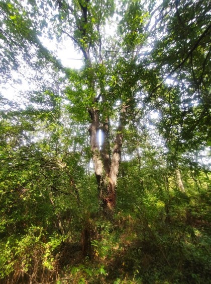 Вековно дърво в община Провадия е обявено за защитено