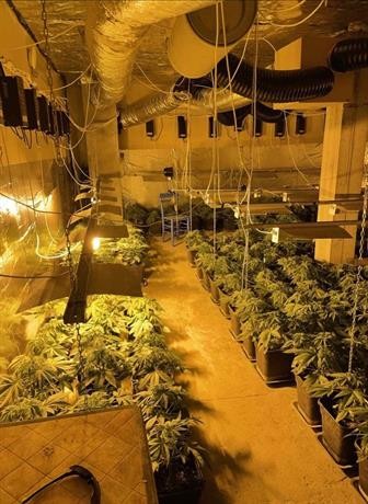 Столични полицаи са разкрили оранжерия за отглеждане на марихуана в домашни условия