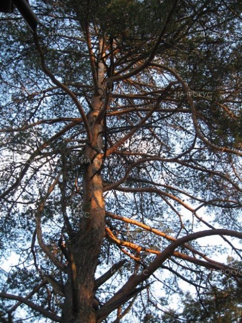 РИОСВ – Велико Търново подкрепи предложение за обявяване на три вековни дървета за защитени