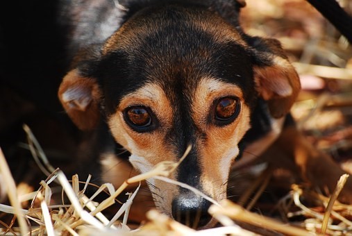 Собствениците на 235 домашни кучета в община Кюстендил са платили 1 стотинка данък за настоящата година