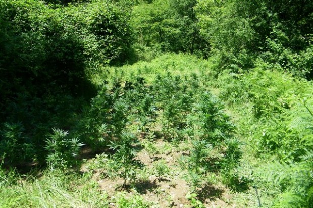 10 кг марихуана са иззети от откритата наркооранжерия в село Златна нива