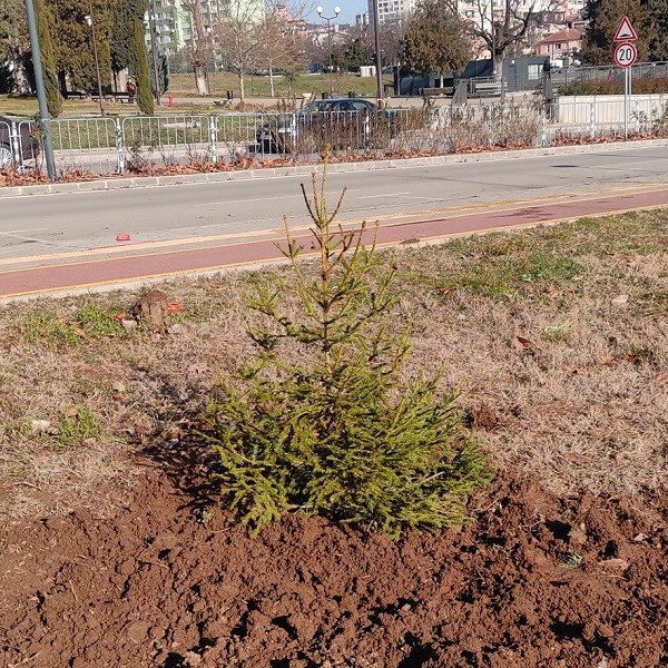 Започна засаждането на живи коледни дръвчета в Стара Загора